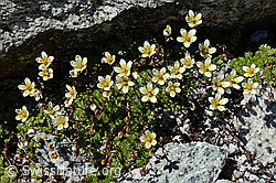 Moosartiger Steinbrech (Saxifraga bryoides) (C170311) Moosartiger Steinbrech (Saxifraga bryoides) (C170311)