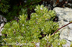 Moosartiger Steinbrech (Saxifraga bryoides) (C170313) Moosartiger Steinbrech (Saxifraga bryoides) (C170313)