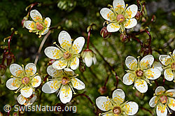 Moosartiger Steinbrech (Saxifraga bryoides) (C170314) Moosartiger Steinbrech (Saxifraga bryoides) (C170314)