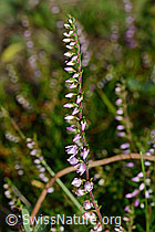 Besenheide (Calluna vulgaris) (02.08.2020, C171152)