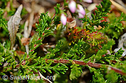 Besenheide (Calluna vulgaris) (02.08.2020, C171153)