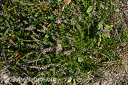Besenheide (Calluna vulgaris) (02.08.2020, C171154)