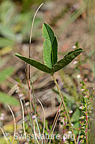 Photo: Berg-Klee (Trifolium montanum)