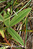 Purpur-Klee (Trifolium rubens) (02.08.2020, C171187)