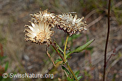 Skabiosen-Flockenblume (Centaurea scabiosa) (C171194)