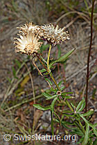Skabiosen-Flockenblume (Centaurea scabiosa) (C171196)
