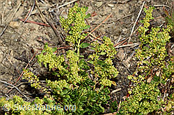Herniaria glabra (C171200)