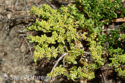 Kahles Bruchkraut (Herniaria glabra) (02.08.2020, C171201)