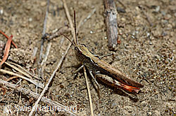 Brauner Grashüpfer (Chorthippus brunneus) (C171202) Brauner Grashüpfer (Chorthippus brunneus) (C171202)