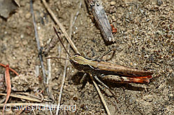 Brauner Grashüpfer (Chorthippus brunneus) (C171203) Brauner Grashüpfer (Chorthippus brunneus) (C171203)