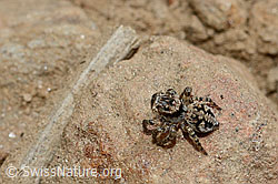 V-Fleck-Springspinne (Aelurillus v-insignitus) (C171232)