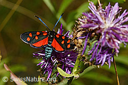 Hufeisenklee-Widderchen (Zygaena transalpina) auf Skabiosen-Flockenblume (Centaurea scabiosa)