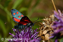 Hufeisenklee-Widderchen (Zygaena transalpina) auf Skabiosen-Flockenblume (Centaurea scabiosa) (C171241) Hufeisenklee-Widderchen (Zygaena transalpina) auf Skabiosen-Flockenblume (Centaurea scabiosa) (C171241)