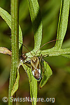 Gemeine Zierwanze (Adelphocoris lineolatus) (C171257)