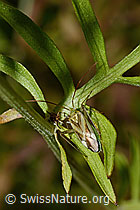 Gemeine Zierwanze (Adelphocoris lineolatus) (02.08.2020, C171259)