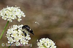 Gebänderter Stachelkäfer (Variimorda villosa) (C171267) Gebänderter Stachelkäfer (Variimorda villosa) (C171267)