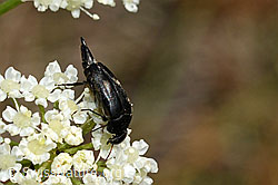Gebänderter Stachelkäfer (Variimorda villosa) (C171269) Gebänderter Stachelkäfer (Variimorda villosa) (C171269)