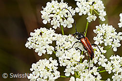 Schwarzgesaumter Schmalbock (Anastrangalia dubia) (C171284)