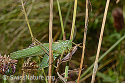 Grünes Heupferd (Tettigonia viridissima) (02.08.2020, C171286)