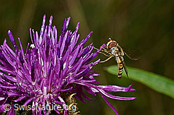 Hainschwebfliege (Episyrphus balteatus) auf Skabiosen-Flockenblume (Centaurea scabiosa) (02.08.2020, C171292)