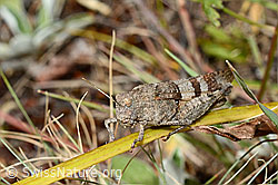 Oedipoda caerulescens (C171299)