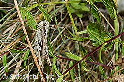 Verkannter Grashüpfer (Chorthippus mollis) (02.08.2020, C171303)