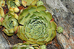 Echte Hauswurz (Sempervivum tectorum) (C171312) Echte Hauswurz (Sempervivum tectorum) (C171312)