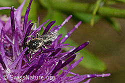 Gewöhnliche Zwergsandbiene (Andrena minutula) (C171344)