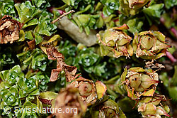 Saxifraga biflora (C171896)