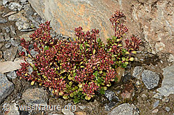 Saxifraga biflora (C171898)