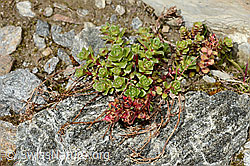 Zweiblütiger Steinbrech (Saxifraga biflora) (C171899)