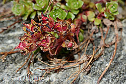 Saxifraga biflora (C171900)