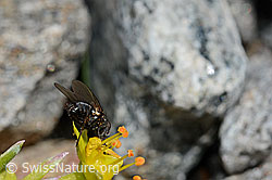Zaphne ambigua (Blumenfliege) auf Bewimpertem Steinbrech (Saxifraga aizoides) (C171924) Zaphne ambigua (Blumenfliege) auf Bewimpertem Steinbrech (Saxifraga aizoides) (C171924)