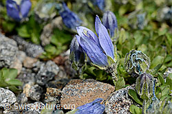 Mont Cenis-Glockenblume (Campanula cenisia) (C171936) Mont Cenis-Glockenblume (Campanula cenisia) (C171936)