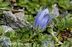 Mont Cenis-Glockenblume (Campanula cenisia) (C171939) Mont Cenis-Glockenblume (Campanula cenisia) (C171939)