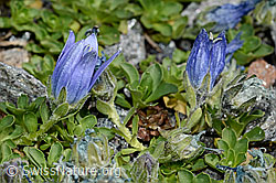 Mont Cenis-Glockenblume (Campanula cenisia) (C171940) Mont Cenis-Glockenblume (Campanula cenisia) (C171940)