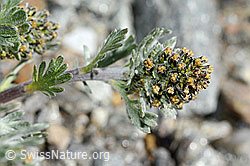 Ährige Edelraute (Artemisia genipi) (C171948)