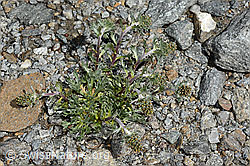 Ährige Edelraute (Artemisia genipi) (C171951)