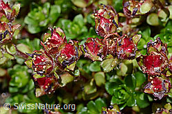 Zweiblütiger Steinbrech (Saxifraga biflora) (C171962)