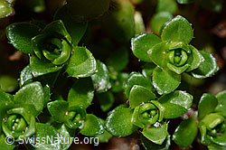 Zweiblütiger Steinbrech (Saxifraga biflora) (C171963)