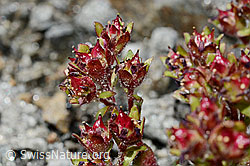 Zweiblütiger Steinbrech (Saxifraga biflora) (C171964)