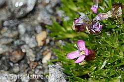 Kalk-Polsternelke (Silene acaulis) (C171993)