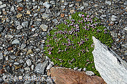 Kalk-Polsternelke (Silene acaulis) (C171994)