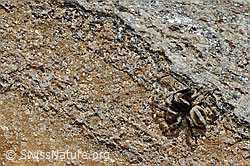 Attulus longipes (Springspinne) (C172093)
