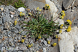 Alpen-Wundklee (Anthyllis vulneraria ssp. alpestris) (C172103)
