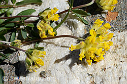 Alpen-Wundklee (Anthyllis vulneraria ssp. alpestris) (C172104)