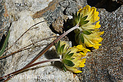 Alpen-Wundklee (Anthyllis vulneraria ssp. alpestris) (C172106)