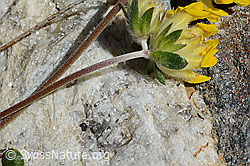 Alpen-Wundklee (Anthyllis vulneraria ssp. alpestris) (C172108)