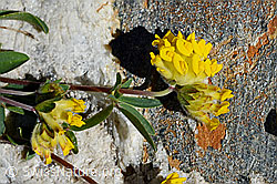 Alpen-Wundklee (Anthyllis vulneraria ssp. alpestris) (C172111)
