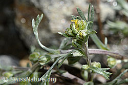 Echte Edelraute (Artemisia umbelliformis) (C172114)